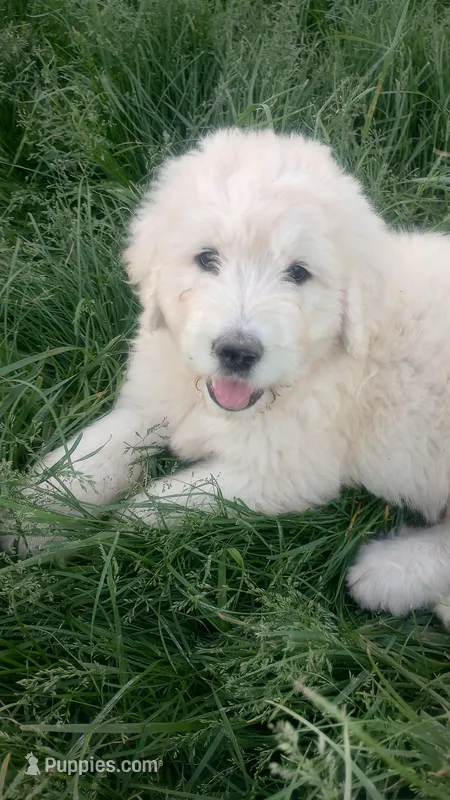 Blizzard, a male Great Pyrenees and Pyredoodle for sale in Springfield, MO – Photo 1 of 2