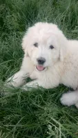Blizzard, a male Great Pyrenees and Pyredoodle for sale in Springfield, MO – Photo 1 of 2