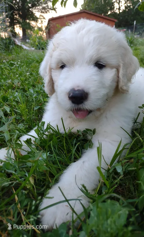 Yetti, a male Great Pyrenees and Pyredoodle for sale in Springfield, MO – Photo 1 of 3