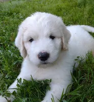 Yetti, a male Great Pyrenees and Pyredoodle for sale in Springfield, MO – Photo 2 of 3