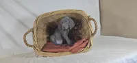 Riley - Purple Girl, a female Weimaraner for sale in Quitman, TX – Photo 2 of 8