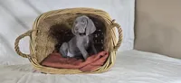 Riley - Purple Girl, a female Weimaraner for sale in Quitman, TX – Photo 6 of 8