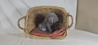 Riley - Purple Girl, a female Weimaraner for sale in Quitman, TX – Photo 3 of 8