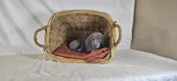 Riley - Purple Girl, a female Weimaraner for sale in Quitman, TX – Photo 4 of 8