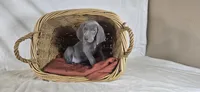 Riley - Purple Girl, a female Weimaraner for sale in Quitman, TX – Photo 7 of 8