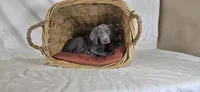 Annie - Green Girl, a female Weimaraner for sale in Quitman, TX – Photo 5 of 8
