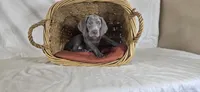 Annie - Green Girl, a female Weimaraner for sale in Quitman, TX – Photo 4 of 8
