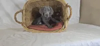 Annie - Green Girl, a female Weimaraner for sale in Quitman, TX – Photo 1 of 8