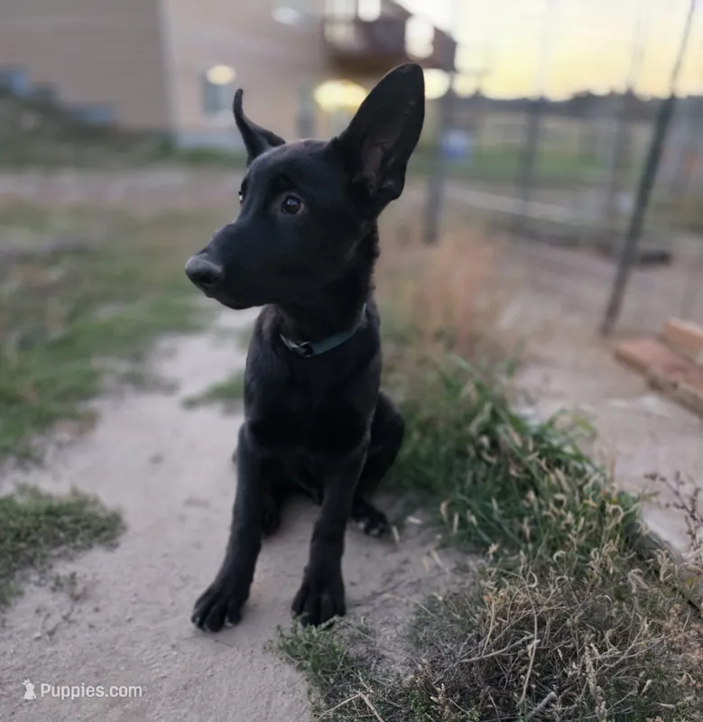 Pup 6 – German Shepherd Dog puppy for sale in Elizabeth, CO