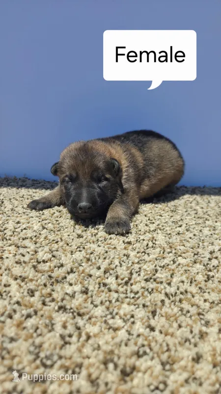 Paris  – German Shepherd Dog puppy for sale in Elizabeth, CO