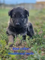 Pup 8, a male German Shepherd Dog for sale in Elizabeth, CO – 2 of 2