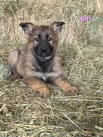 Pink, a female German Shepherd Dog for sale in Elizabeth, CO – Photo 1 of 2