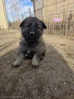 Pink, a female German Shepherd Dog for sale in Elizabeth, CO – Photo 2 of 2