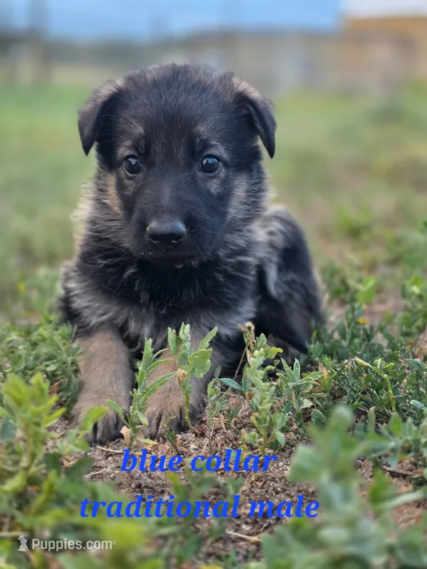 Pup 1  – German Shepherd Dog puppy for sale in Elizabeth, CO