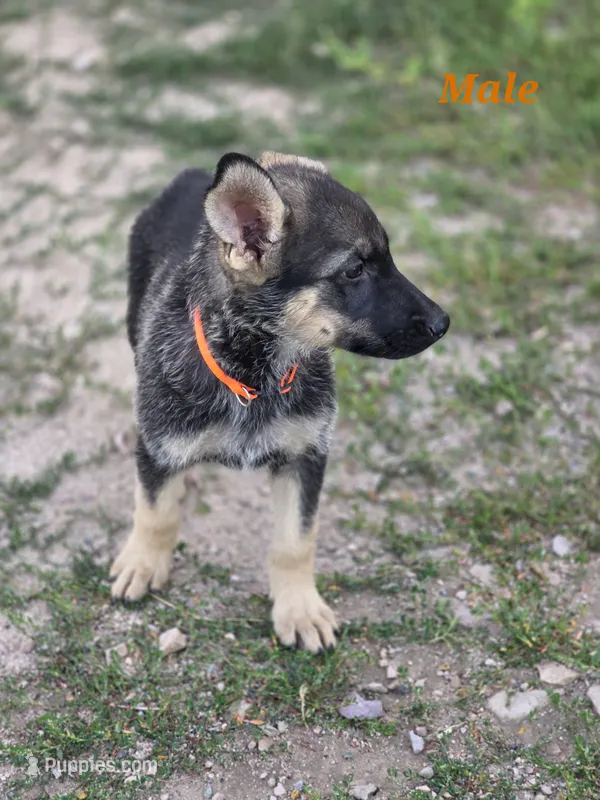 Pup 3 – German Shepherd Dog puppy for sale in Elizabeth, CO