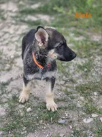 Pup 3, a male German Shepherd Dog for sale in Elizabeth, CO – 1 of 1