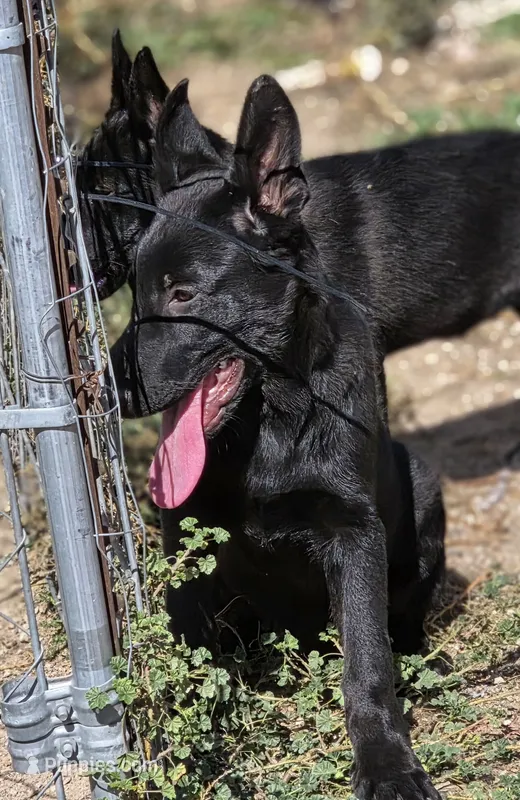 Female – German Shepherd Dog puppy for sale in Elizabeth, CO