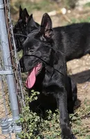 Female, a female German Shepherd Dog for sale in Elizabeth, CO – 1 of 1