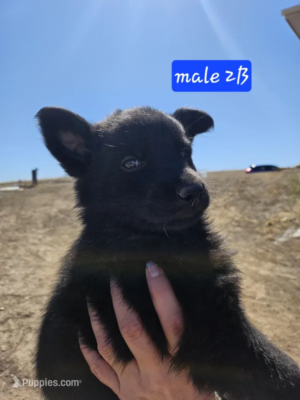 Male 2, a male German Shepherd Dog for sale in Elizabeth, CO – Photo 1 of 3