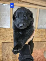 Male 2, a male German Shepherd Dog for sale in Elizabeth, CO – Photo 2 of 3