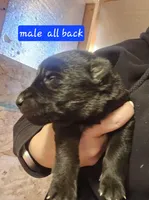 Male 2, a male German Shepherd Dog for sale in Elizabeth, CO – Photo 3 of 3