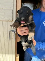Girl pup, a female German Shepherd Dog for sale in Elizabeth, CO – Photo 2 of 2