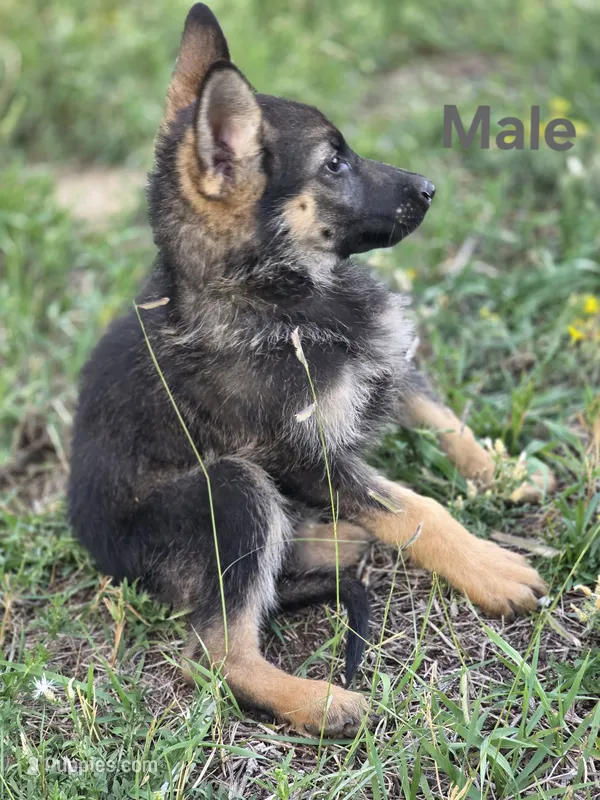 Pup 8 – German Shepherd Dog puppy for sale in Elizabeth, CO