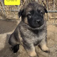 Yellow, a female German Shepherd Dog for sale in Elizabeth, CO – Photo 2 of 2