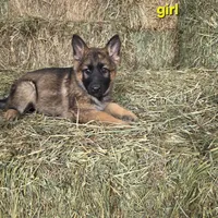 Yellow, a female German Shepherd Dog for sale in Elizabeth, CO – Photo 1 of 2