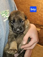 Male, a male German Shepherd Dog for sale in Elizabeth, CO – Photo 1 of 3