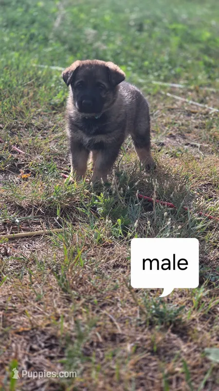 Pookie – German Shepherd Dog puppy for sale in Elizabeth, CO