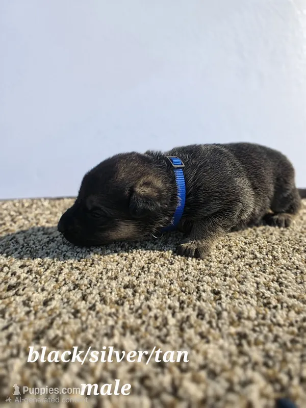 Pup 8 – German Shepherd Dog puppy for sale in Elizabeth, CO