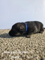 Pup 8, a male German Shepherd Dog for sale in Elizabeth, CO – 1 of 1