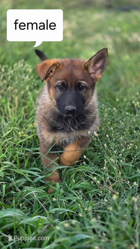 Paris  – German Shepherd Dog puppy for sale in Elizabeth, CO