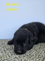 Pup 5, a female German Shepherd Dog for sale in Elizabeth, CO – 1 of 1