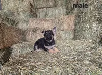 Black, a male German Shepherd Dog for sale in Elizabeth, CO – Photo 1 of 2