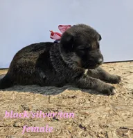 9 pup, a female German Shepherd Dog for sale in Elizabeth, CO – 1 of 1
