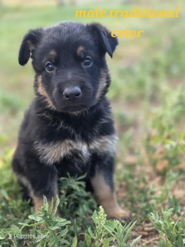 Pup 3 – German Shepherd Dog puppy for sale in Elizabeth, CO