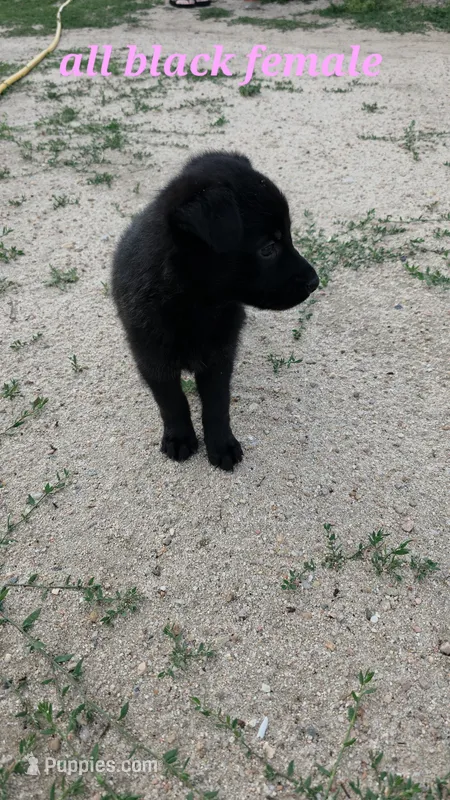 Pup 2 – German Shepherd Dog puppy for sale in Elizabeth, CO