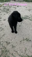 Pup 2, a female German Shepherd Dog for sale in Elizabeth, CO – 1 of 1