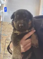Female, a female German Shepherd Dog for sale in Elizabeth, CO – Photo 2 of 2