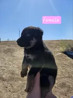 Female, a female German Shepherd Dog for sale in Elizabeth, CO – Photo 1 of 2