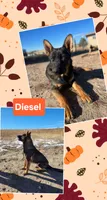 Female 5 Gold, a female German Shepherd Dog for sale in Elizabeth, CO – Photo 5 of 6