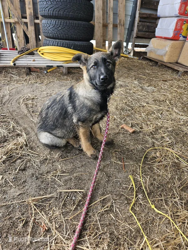 Female 5 Gold, a female German Shepherd Dog for sale in Elizabeth, CO – Photo 1 of 6