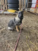 Female 5 Gold, a female German Shepherd Dog for sale in Elizabeth, CO – Photo 1 of 6