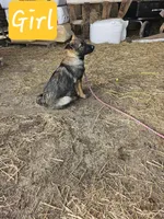 Female 5 Gold, a female German Shepherd Dog for sale in Elizabeth, CO – Photo 2 of 6