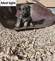 Female 5 Gold, a female German Shepherd Dog for sale in Elizabeth, CO – Photo 4 of 6