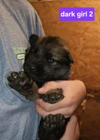 Female 2, a female German Shepherd Dog for sale in Elizabeth, CO – Photo 1 of 3