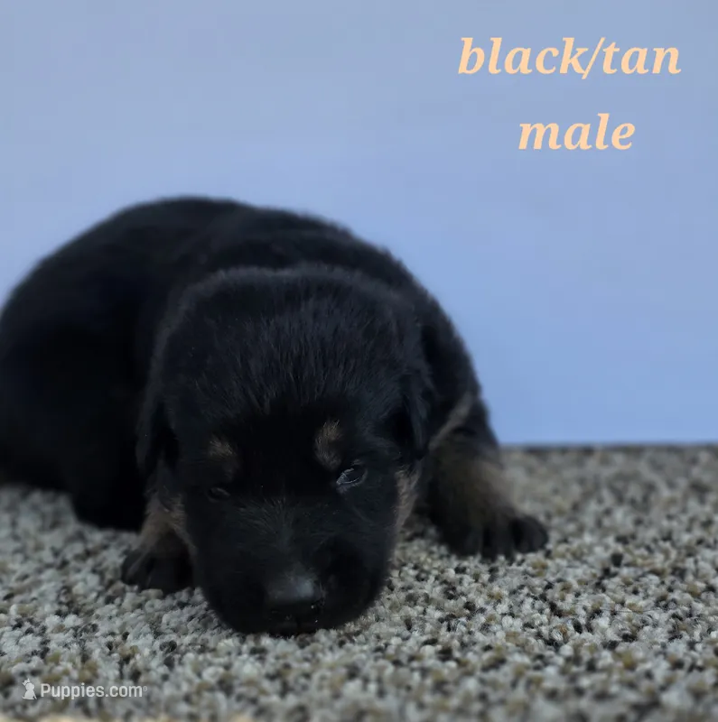 Pup 3 – German Shepherd Dog puppy for sale in Elizabeth, CO