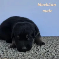 Pup 3, a male German Shepherd Dog for sale in Elizabeth, CO – 1 of 1